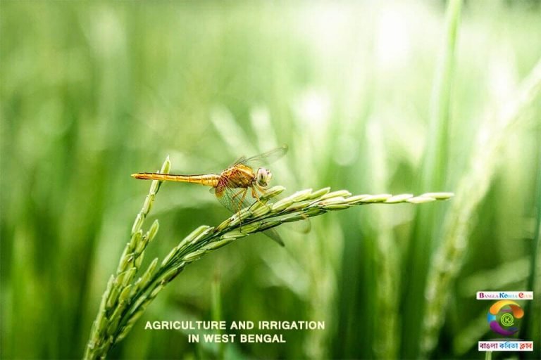 Agriculture And Irrigation in West Bengal_02